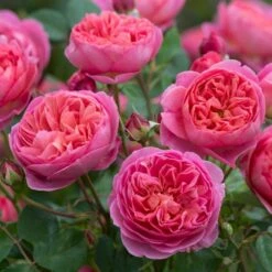 'Boscobel' Rosa X 'Boscobel' (Engelsk Rose) A-Kvalitet,- Barrods Roser Min. 3 Grene 8 'Boscobel' Rosa X 'Boscobel' (Engelsk Rose) A-Kvalitet,- Barrods Roser Min. 3 Grene -Plantetorvet p23445 52950 rosa x boscobel engelsk rose 44a2