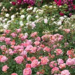 'Boscobel' Rosa X 'Boscobel' (Engelsk Rose) A-Kvalitet,- Barrods Roser Min. 3 Grene 9 'Boscobel' Rosa X 'Boscobel' (Engelsk Rose) A-Kvalitet,- Barrods Roser Min. 3 Grene -Plantetorvet p23445 52951 rosa x boscobel engelsk rose 10ce