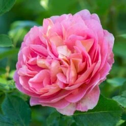 'Boscobel' Rosa X 'Boscobel' (Engelsk Rose) A-Kvalitet,- Barrods Roser Min. 3 Grene 10 'Boscobel' Rosa X 'Boscobel' (Engelsk Rose) A-Kvalitet,- Barrods Roser Min. 3 Grene -Plantetorvet p23445 52952 rosa x boscobel engelsk rose 4502