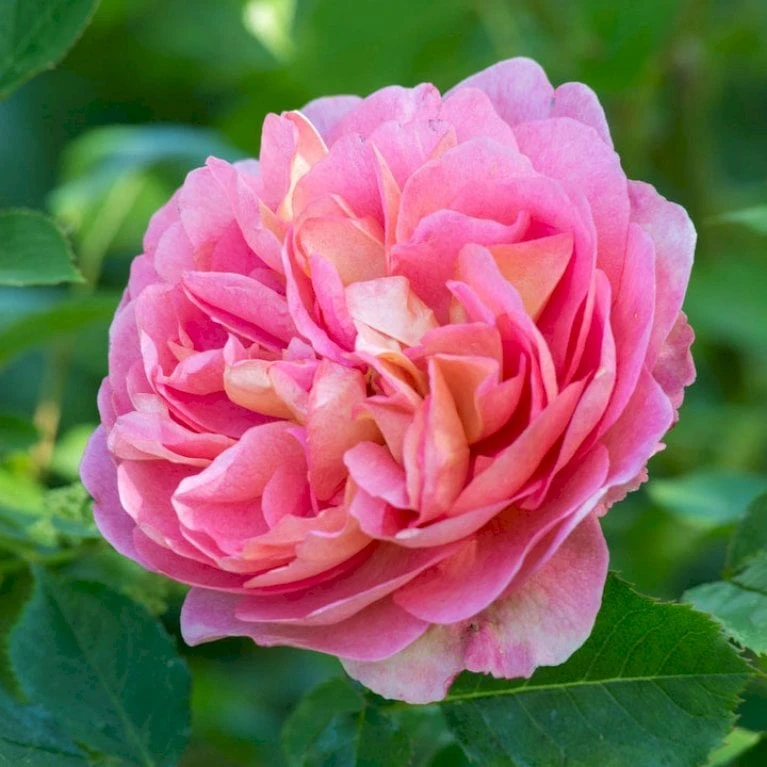 'Boscobel' Rosa X 'Boscobel' (Engelsk Rose) A-Kvalitet,- barrods roser min. 3 grene 'Boscobel' Rosa X 'Boscobel' (Engelsk Rose) A-Kvalitet,- Barrods Roser Min. 3 Grene -Plantetorvet p23445 52952 rosa x boscobel engelsk rose 4502