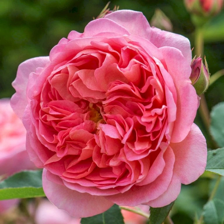 'Boscobel' Rosa X 'Boscobel' (Engelsk Rose) A-Kvalitet,- barrods roser min. 3 grene 'Boscobel' Rosa X 'Boscobel' (Engelsk Rose) A-Kvalitet,- Barrods Roser Min. 3 Grene -Plantetorvet p23445 52953 rosa x boscobel engelsk rose 6cb4