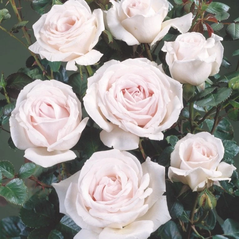 'Chloe™ Renaissance'® Rosa X 'Chloe™ Renaissance'® (Renaissancerose) A-Kvalitet,- barrods roser min. 3 grene 'Chloe™ Renaissance'® Rosa X 'Chloe™ Renaissance'® (Renaissancerose) A-Kvalitet,- Barrods Roser Min. 3 Grene -Plantetorvet p23512 52128 rosa x chloe renaissance renaissancerose 657d