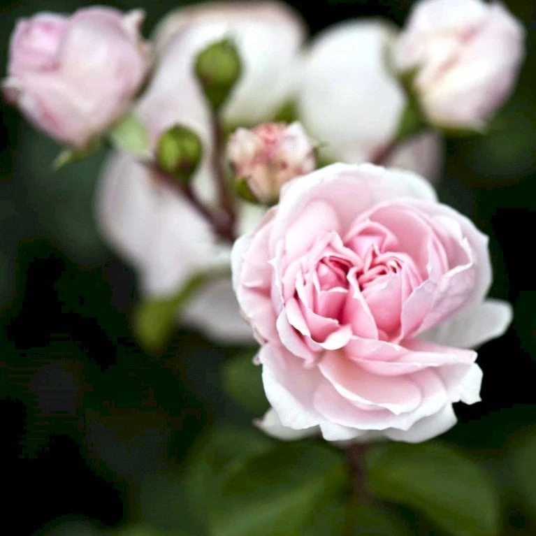 'Cinderella'® Rosa X 'Cinderella'® (Buketrose) A-Kvalitet,- barrods roser min. 3 grene 'Cinderella'® Rosa X 'Cinderella'® (Buketrose) A-Kvalitet,- Barrods Roser Min. 3 Grene -Plantetorvet p23516 52336 rosa cinderella buketrose 7646