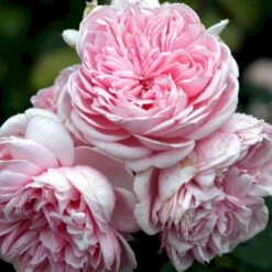 'Cinderella'® Rosa X 'Cinderella'® (Buketrose) A-Kvalitet,- Barrods Roser Min. 3 Grene 4 'Cinderella'® Rosa X 'Cinderella'® (Buketrose) A-Kvalitet,- Barrods Roser Min. 3 Grene -Plantetorvet p23516 52337 rosa cinderella buketrose 3e5e