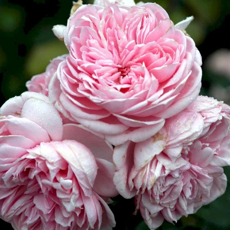 'Cinderella'® Rosa X 'Cinderella'® (Buketrose) A-Kvalitet,- barrods roser min. 3 grene 'Cinderella'® Rosa X 'Cinderella'® (Buketrose) A-Kvalitet,- Barrods Roser Min. 3 Grene -Plantetorvet p23516 52337 rosa cinderella buketrose 3e5e