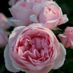 'Cinderella'® Rosa X 'Cinderella'® (Buketrose) A-Kvalitet,- Barrods Roser Min. 3 Grene 5 'Cinderella'® Rosa X 'Cinderella'® (Buketrose) A-Kvalitet,- Barrods Roser Min. 3 Grene -Plantetorvet p23516 53557 rosa cinderella buketrose 59fd