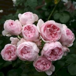 'Cinderella'® Rosa X 'Cinderella'® (Buketrose) A-Kvalitet,- Barrods Roser Min. 3 Grene 6 'Cinderella'® Rosa X 'Cinderella'® (Buketrose) A-Kvalitet,- Barrods Roser Min. 3 Grene -Plantetorvet p23516 53558 rosa cinderella buketrose 85c6