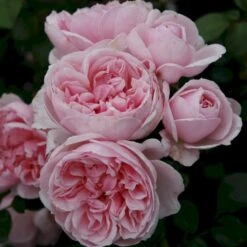 'Cinderella'® Rosa X 'Cinderella'® (Buketrose) A-Kvalitet,- Barrods Roser Min. 3 Grene 7 'Cinderella'® Rosa X 'Cinderella'® (Buketrose) A-Kvalitet,- Barrods Roser Min. 3 Grene -Plantetorvet p23516 53559 rosa cinderella buketrose 2707
