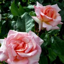 'Compassion' Rosa X 'Compassion' (Slyngrose) A-Kvalitet,- Barrods Roser Min. 3 Grene