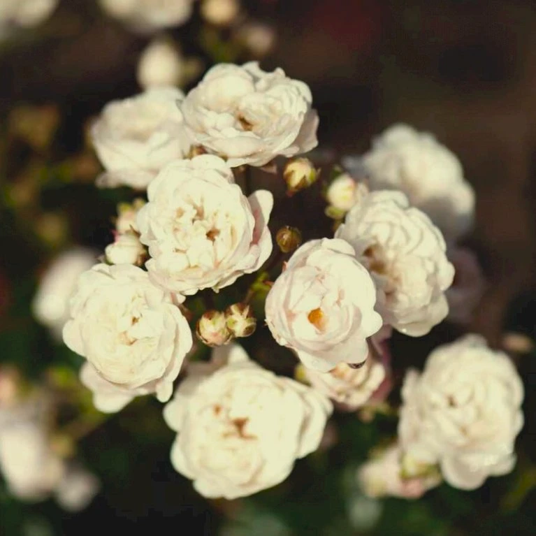 'Crystal Fairy' Rosa 'Crystal Fairy' Potte 2 liter. 'Crystal Fairy' Rosa 'Crystal Fairy' Potte 2 Liter. -Plantetorvet p23553 48448 rosa crystal fairy fd29