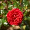'Dacapo'™ Rosa X 'Dacapo'™ (Slyngrose) A-Kvalitet,- Barrods Roser Min. 3 Grene 2 'Dacapo'™ Rosa X 'Dacapo'™ (Slyngrose) A-Kvalitet,- Barrods Roser Min. 3 Grene -Plantetorvet p23555 52218 rosa x dacapo slyngrose f15a