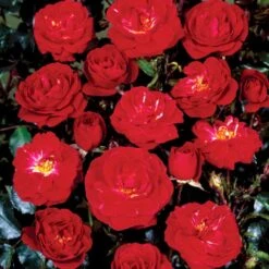 'Dacapo'™ Rosa X 'Dacapo'™ (Slyngrose) A-Kvalitet,- Barrods Roser Min. 3 Grene 4 'Dacapo'™ Rosa X 'Dacapo'™ (Slyngrose) A-Kvalitet,- Barrods Roser Min. 3 Grene -Plantetorvet p23555 52219 rosa x dacapo slyngrose 51de