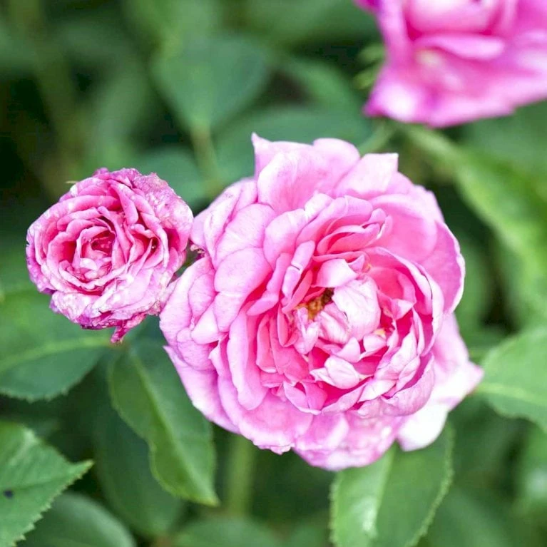 'Magna Charta' Rosa Remontant 'Magna Charta' (Remontantrose) A-Kvalitet,- barrods roser min. 3 grene 'Magna Charta' Rosa Remontant 'Magna Charta' (Remontantrose) A-Kvalitet,- Barrods Roser Min. 3 Grene -Plantetorvet p2358 52453 rosa remontant magna charta remontantrose bd3e