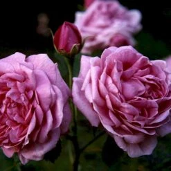 'Magna Charta' Rosa Remontant 'Magna Charta' (Remontantrose) A-Kvalitet,- Barrods Roser Min. 3 Grene 4 'Magna Charta' Rosa Remontant 'Magna Charta' (Remontantrose) A-Kvalitet,- Barrods Roser Min. 3 Grene -Plantetorvet p2358 52454 rosa remontant magna charta remontantrose 84bb