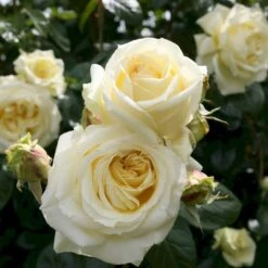 'Elfe'® Rosa X 'Elfe'® (Slyngrose) A-Kvalitet,- Barrods Roser Min. 3 Grene 4 'Elfe'® Rosa X 'Elfe'® (Slyngrose) A-Kvalitet,- Barrods Roser Min. 3 Grene -Plantetorvet p23595 54020 rosa x elfe slyngrose 5f5e