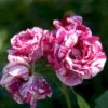'Ferdinand Pichard' Rosa Remontant 'Ferdinand Pichard' (Remontantrose) A-Kvalitet,- Barrods Roser Min. 3 Grene 1 'Ferdinand Pichard' Rosa Remontant 'Ferdinand Pichard' (Remontantrose) A-Kvalitet,- Barrods Roser Min. 3 Grene -Plantetorvet p23633 52374 rosa remontant ferdinand pichard remontantrose d293