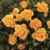 'Flaming Cover'® Rosa X 'Flaming Cover'® (Bunddækkerose) A-Kvalitet,- Barrods Roser Min. 3 Grene 1 'Flaming Cover'® Rosa X 'Flaming Cover'® (Bunddækkerose) A-Kvalitet,- Barrods Roser Min. 3 Grene -Plantetorvet p23637 51957 rosa x flaming cover bunddaekkerose 959c