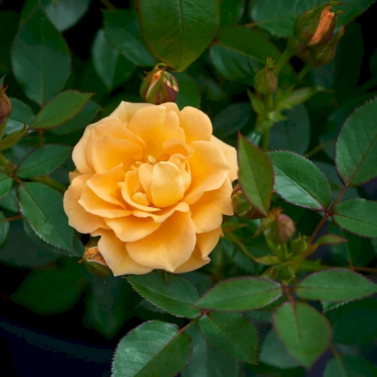'Flaming Cover'® Rosa X 'Flaming Cover'® (Bunddækkerose) A-Kvalitet,- barrods roser min. 3 grene 'Flaming Cover'® Rosa X 'Flaming Cover'® (Bunddækkerose) A-Kvalitet,- Barrods Roser Min. 3 Grene -Plantetorvet p23637 51958 rosa x flaming cover bunddaekkerose be5c