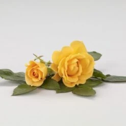 'Flaming Cover'® Rosa X 'Flaming Cover'® (Bunddækkerose) A-Kvalitet,- Barrods Roser Min. 3 Grene 5 'Flaming Cover'® Rosa X 'Flaming Cover'® (Bunddækkerose) A-Kvalitet,- Barrods Roser Min. 3 Grene -Plantetorvet p23637 51959 rosa x flaming cover bunddaekkerose 1d2c