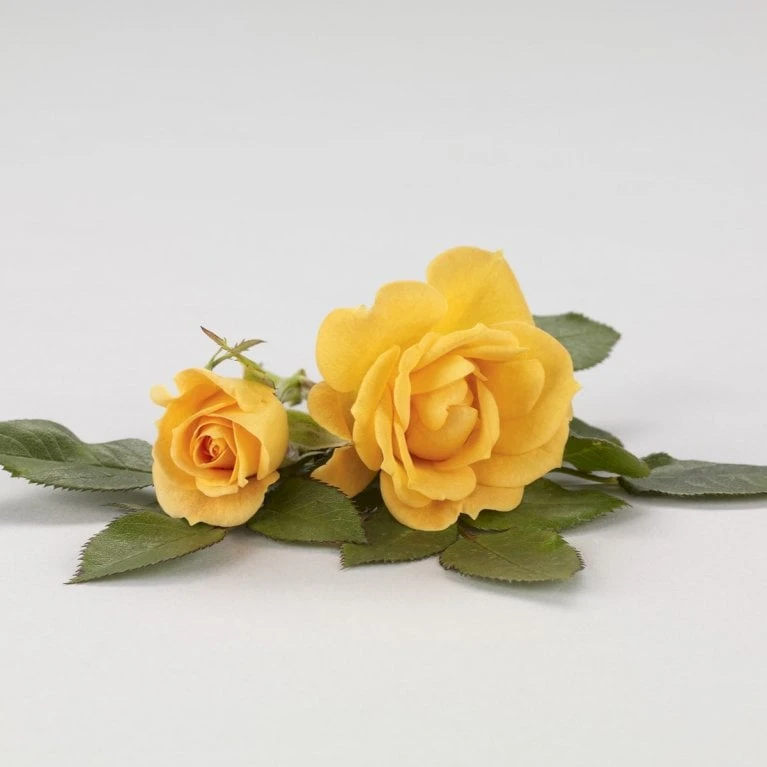 'Flaming Cover'® Rosa X 'Flaming Cover'® (Bunddækkerose) A-Kvalitet,- barrods roser min. 3 grene 'Flaming Cover'® Rosa X 'Flaming Cover'® (Bunddækkerose) A-Kvalitet,- Barrods Roser Min. 3 Grene -Plantetorvet p23637 51959 rosa x flaming cover bunddaekkerose 1d2c