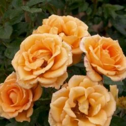 'Flaming Cover'® Rosa X 'Flaming Cover'® (Bunddækkerose) A-Kvalitet,- Barrods Roser Min. 3 Grene 6 'Flaming Cover'® Rosa X 'Flaming Cover'® (Bunddækkerose) A-Kvalitet,- Barrods Roser Min. 3 Grene -Plantetorvet p23637 51960 rosa x flaming cover bunddaekkerose 9d51