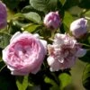 'Duchesse De Montebello' Rosa Gallica 'Duchesse De Montebello' (Gallicarose) A-Kvalitet,- Barrods Roser Min. 3 Grene -Plantetorvet p23678 52362 rosa gallica duchesse de montebello gallicarose 2479
