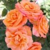 'Gavnø'™ Rosa X 'Gavnø'™ (Storblomstrende) A-Kvalitet,- Barrods Roser Min. 3 Grene 2 'Gavnø'™ Rosa X 'Gavnø'™ (Storblomstrende) A-Kvalitet,- Barrods Roser Min. 3 Grene -Plantetorvet p23692 51503 rosa gavnoe storblomstrende 3950