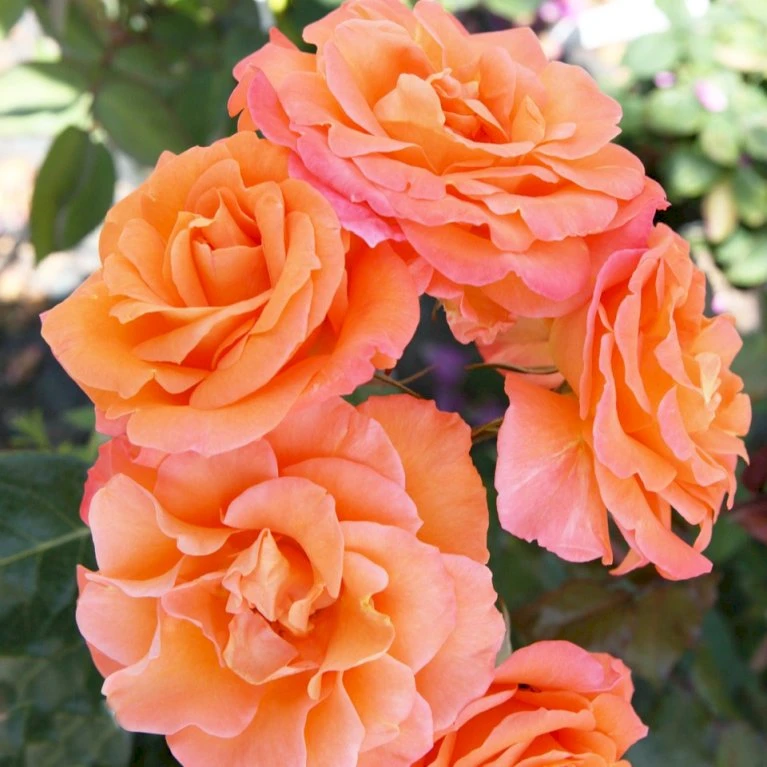 'Gavnø'™ Rosa X 'Gavnø'™ (Storblomstrende) A-Kvalitet,- barrods roser min. 3 grene 'Gavnø'™ Rosa X 'Gavnø'™ (Storblomstrende) A-Kvalitet,- Barrods Roser Min. 3 Grene -Plantetorvet p23692 51503 rosa gavnoe storblomstrende 3950