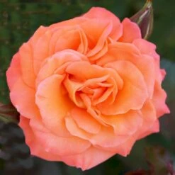 'Gavnø'™ Rosa X 'Gavnø'™ (Storblomstrende) A-Kvalitet,- Barrods Roser Min. 3 Grene 4 'Gavnø'™ Rosa X 'Gavnø'™ (Storblomstrende) A-Kvalitet,- Barrods Roser Min. 3 Grene -Plantetorvet p23692 51504 rosa gavnoe storblomstrende cccb