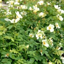 'Golden Wings' Rosa X 'Golden Wings' (Buskrose) A-Kvalitet,- Barrods Roser Min. 3 Grene -Plantetorvet p23709 52409 rosa x golden wings buskrose 002c