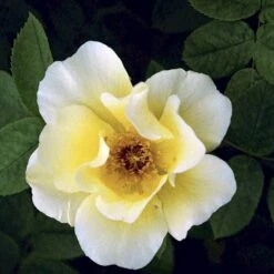 'Golden Wings' Rosa X 'Golden Wings' (Buskrose) A-Kvalitet,- Barrods Roser Min. 3 Grene -Plantetorvet p23709 52410 rosa x golden wings buskrose 7cf1