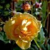 'Goldener Olymp'® Rosa X 'Goldener Olymp'® (Slyngrose) A-Kvalitet,- Barrods Roser Min. 3 Grene