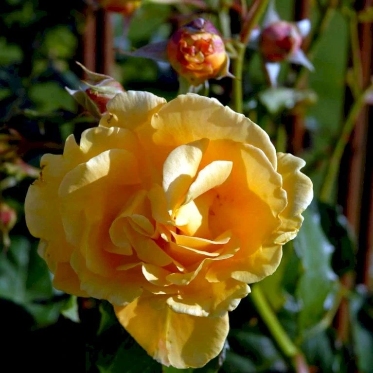 'Goldener Olymp'® Rosa X 'Goldener Olymp'® (Slyngrose) A-Kvalitet,- barrods roser min. 3 grene 'Goldener Olymp'® Rosa X 'Goldener Olymp'® (Slyngrose) A-Kvalitet,- Barrods Roser Min. 3 Grene -Plantetorvet p23710 52411 rosa x goldener olymp slyngrose 4747