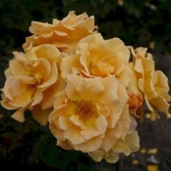 'Goldener Olymp'® Rosa X 'Goldener Olymp'® (Slyngrose) A-Kvalitet,- Barrods Roser Min. 3 Grene 4 'Goldener Olymp'® Rosa X 'Goldener Olymp'® (Slyngrose) A-Kvalitet,- Barrods Roser Min. 3 Grene -Plantetorvet p23710 53574 rosa x goldener olymp slyngrose a2ec