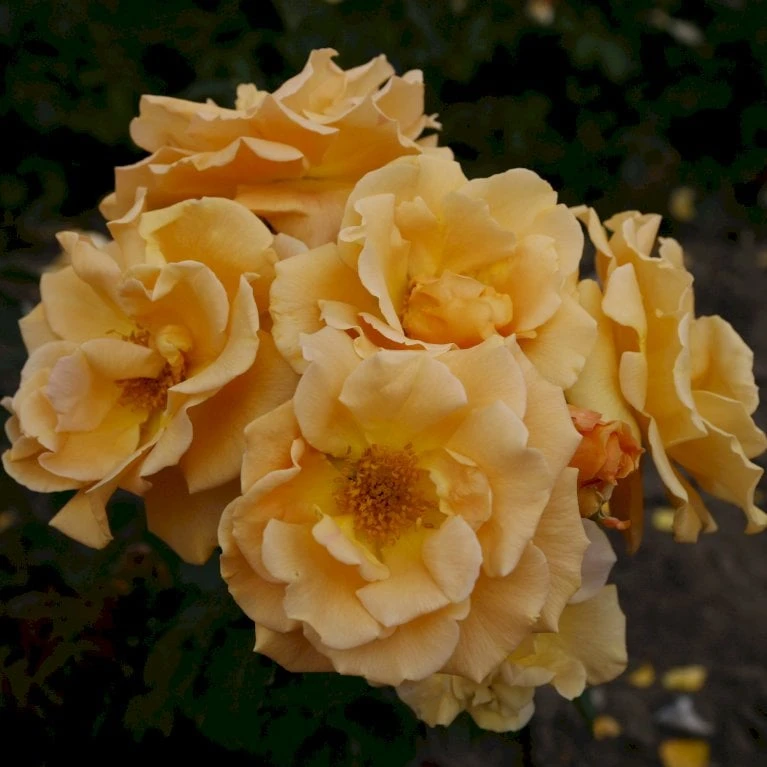 'Goldener Olymp'® Rosa X 'Goldener Olymp'® (Slyngrose) A-Kvalitet,- barrods roser min. 3 grene 'Goldener Olymp'® Rosa X 'Goldener Olymp'® (Slyngrose) A-Kvalitet,- Barrods Roser Min. 3 Grene -Plantetorvet p23710 53574 rosa x goldener olymp slyngrose a2ec