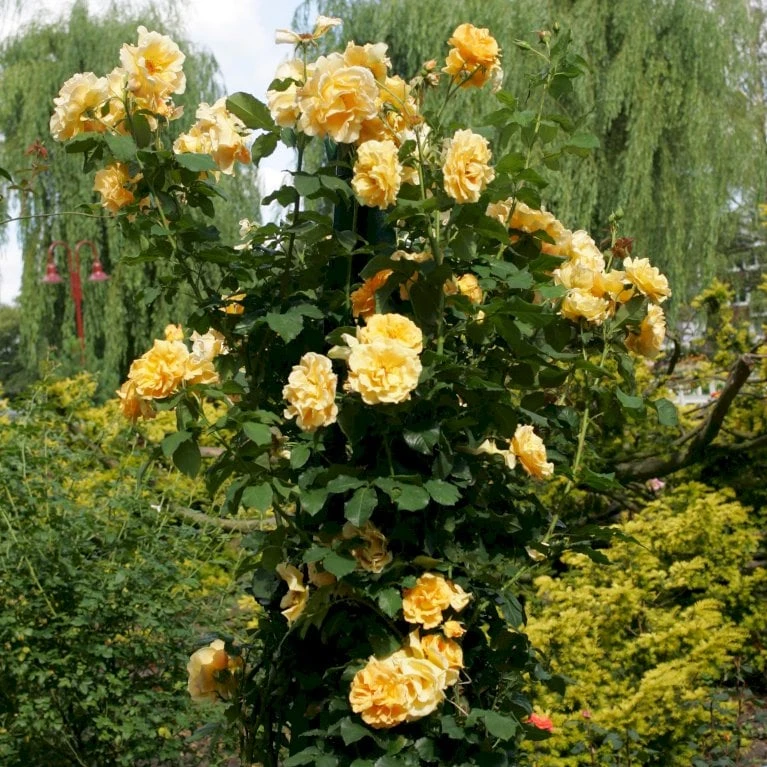 'Goldener Olymp'® Rosa X 'Goldener Olymp'® (Slyngrose) A-Kvalitet,- barrods roser min. 3 grene 'Goldener Olymp'® Rosa X 'Goldener Olymp'® (Slyngrose) A-Kvalitet,- Barrods Roser Min. 3 Grene -Plantetorvet p23710 53575 rosa x goldener olymp slyngrose a9a6