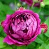 'Great Western' Rosa Bourboniana 'Great Western' (Bourbonrose) A-Kvalitet,- Barrods Roser Min. 3 Grene 2 'Great Western' Rosa Bourboniana 'Great Western' (Bourbonrose) A-Kvalitet,- Barrods Roser Min. 3 Grene -Plantetorvet p23717 52416 rosa borboniana great western bourbonrose fc0b