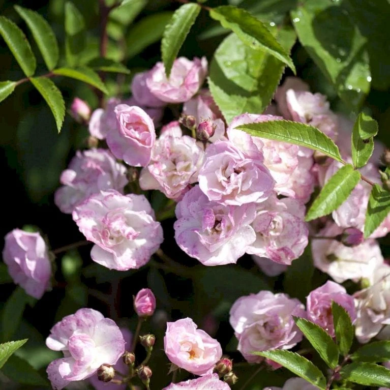 'Heavenly Pink' Rosa X 'Heavenly Pink' (Buskrose) A-Kvalitet,- barrods roser min. 3 grene 'Heavenly Pink' Rosa X 'Heavenly Pink' (Buskrose) A-Kvalitet,- Barrods Roser Min. 3 Grene -Plantetorvet p23745 52422 rosa x heavenly pink buskrose 162a
