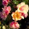 'Jazz'® Rosa X 'Jazz'® (Bunddækkerose) A-Kvalitet,- Barrods Roser Min. 3 Grene 1 'Jazz'® Rosa X 'Jazz'® (Bunddækkerose) A-Kvalitet,- Barrods Roser Min. 3 Grene -Plantetorvet p23790 51565 rosa x jazz bunddaekkerose 8782