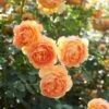 'Lady Of Shalott' Rosa X 'Lady Of Shalott' (Engelsk Rose) A-Kvalitet,- Barrods Roser Min. 3 Grene -Plantetorvet p23841 53050 rosa x lady of shalott engelsk rose 2734