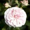 'Mariatheresia'® Rosa X 'Mariatheresia'® (Buketrose) A-Kvalitet,- Barrods Roser Min. 3 Grene