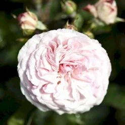 'Mariatheresia'® Rosa X 'Mariatheresia'® (Buketrose) A-Kvalitet,- Barrods Roser Min. 3 Grene