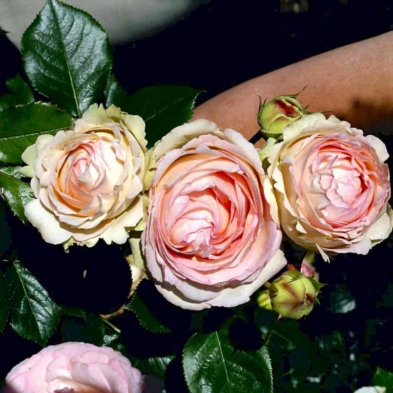 'Mini Eden Rose' Rosa 'Mini Eden Rose' (Slyngrose) A-Kvalitet,- barrods roser min. 3 grene 'Mini Eden Rose' Rosa 'Mini Eden Rose' (Slyngrose) A-Kvalitet,- Barrods Roser Min. 3 Grene -Plantetorvet p23921 52464 rosa mini eden rose slyngrose 50ca