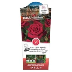 'Miss Schweiz'® Rosa X 'Miss Schweiz'® (Storblomstrende) 3,0 Liter Potte