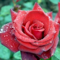 'Miss Schweiz'® Rosa X 'Miss Schweiz'® (Storblomstrende) 3,0 Liter Potte -Plantetorvet p23927 51335 rosa x miss schweiz storblomstrende 6d40