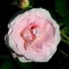 'Morden Blush' Rosa X 'Morden Blush' (Buskrose) A-Kvalitet,- Barrods Roser Min. 3 Grene