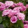 'Naomi™ Renaissance'® Rosa X 'Naomi™ Renaissance'® (Renaissancerose) A-Kvalitet,- Barrods Roser Min. 3 Grene -Plantetorvet p23967 52176 rosa x naomi renaissance renaissancerose a759