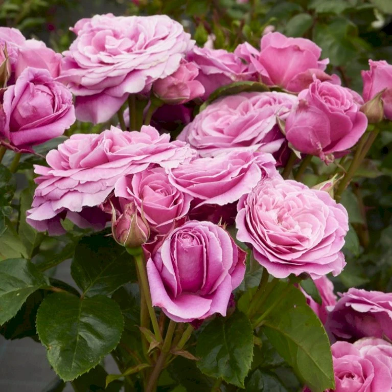 'Naomi™ Renaissance'® Rosa X 'Naomi™ Renaissance'® (Renaissancerose) A-Kvalitet,- barrods roser min. 3 grene 'Naomi™ Renaissance'® Rosa X 'Naomi™ Renaissance'® (Renaissancerose) A-Kvalitet,- Barrods Roser Min. 3 Grene -Plantetorvet p23967 52176 rosa x naomi renaissance renaissancerose a759