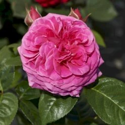 'Naomi™ Renaissance'® Rosa X 'Naomi™ Renaissance'® (Renaissancerose) A-Kvalitet,- Barrods Roser Min. 3 Grene 4 'Naomi™ Renaissance'® Rosa X 'Naomi™ Renaissance'® (Renaissancerose) A-Kvalitet,- Barrods Roser Min. 3 Grene -Plantetorvet p23967 52177 rosa x naomi renaissance renaissancerose b4d1