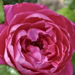 'Naomi™ Renaissance'® Rosa X 'Naomi™ Renaissance'® (Renaissancerose) A-Kvalitet,- Barrods Roser Min. 3 Grene 5 'Naomi™ Renaissance'® Rosa X 'Naomi™ Renaissance'® (Renaissancerose) A-Kvalitet,- Barrods Roser Min. 3 Grene -Plantetorvet p23967 52178 rosa x naomi renaissance renaissancerose 3587